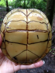 Terrapene carolina triunguis
