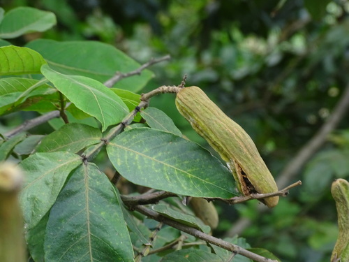 Inga vera - Whole tree