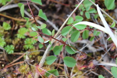 Sanguisorba officinalis