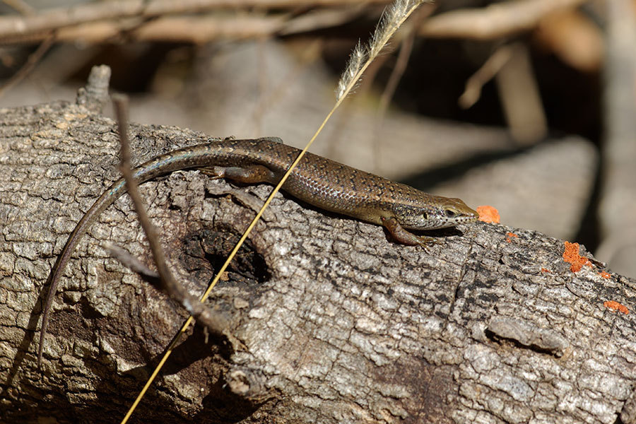 Tandrefana Skink