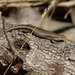 Trachylepis tandrefana - Photo (c) John Sullivan, alguns direitos reservados (CC BY-NC), uploaded by John Sullivan