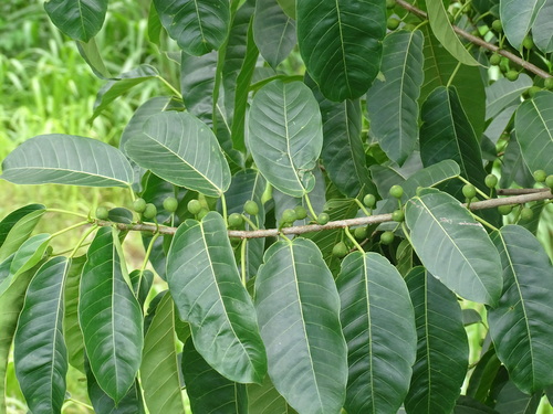 Image of Ficus citrifolia by (c) Alexis López Hernández, some rights reserved (CC BY)