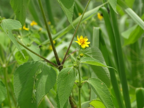 Image of Baltimora recta by (c) Alexis López Hernández, some rights reserved (CC BY)