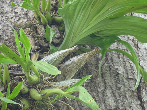 Image of Catasetum integerrimum by (c) Alexis López Hernández, some rights reserved (CC BY)