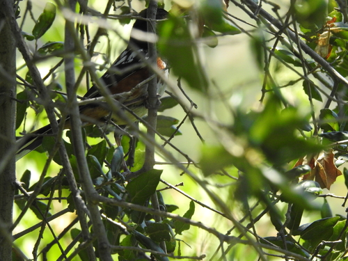 iNaturalist observation photo of Spotted Towhee