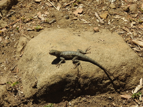 iNaturalist observation photo of Western Fence Lizard