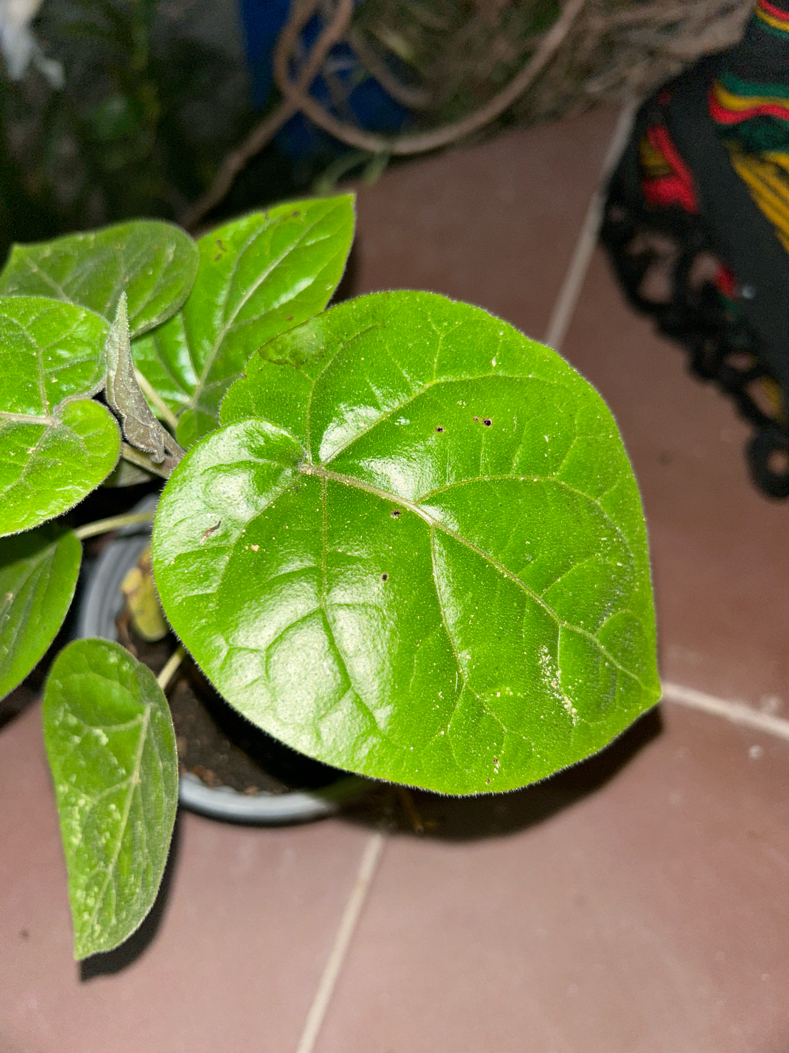 Solanum betaceum image