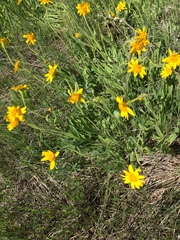 Arnica fulgens