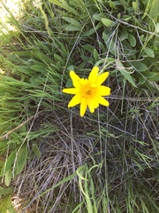 Arnica fulgens