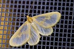 Eubaphe helveta