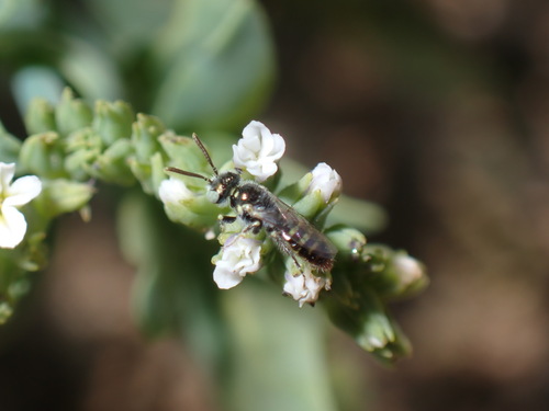 iNaturalist observation photo of Heliotrope Fairy Bee