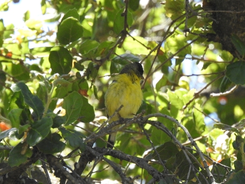 iNaturalist observation photo of Lesser Goldfinch