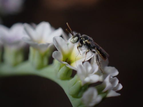 iNaturalist observation photo of Heliotrope Fairy Bee