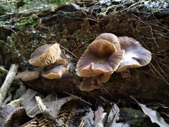 Armillaria novae-zelandiae