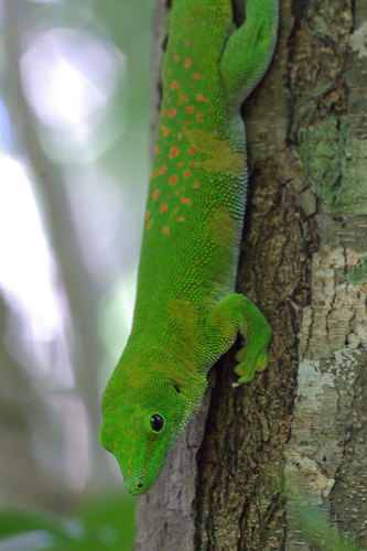 Koch's Giant Day Gecko