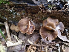 Armillaria novae-zelandiae