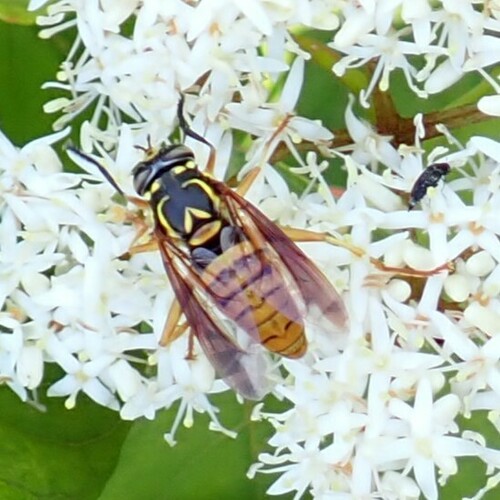 Broad-banded Hornet Fly photo 2
