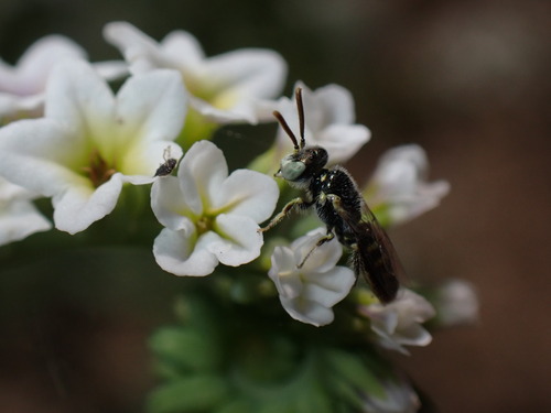 iNaturalist observation photo of Heliotrope Fairy Bee