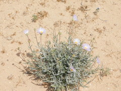 Xylorhiza