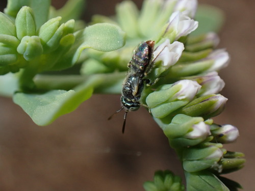 iNaturalist observation photo of Heliotrope Fairy Bee