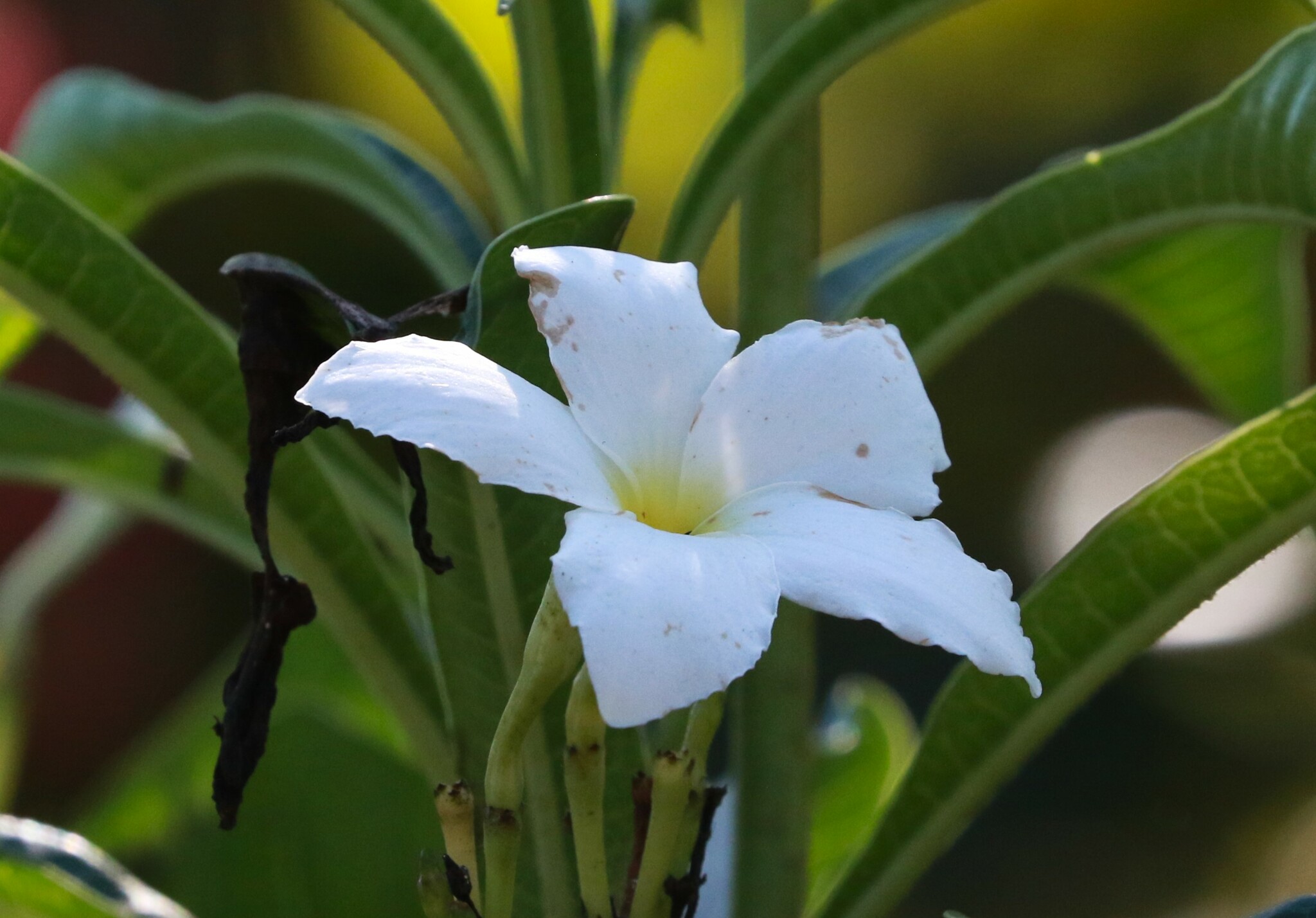 Plumeria pudica