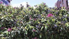 Ruda (Plantas Prioritarias y Recomendaciones para Jardines Biodiversos en  Bogotá D.C.) · NaturaLista Colombia
