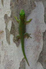 Phelsuma kochi