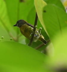 Scarlet-Breasted Flowerpecker photo 5