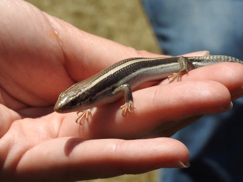 iNaturalist observation photo of Western Skink