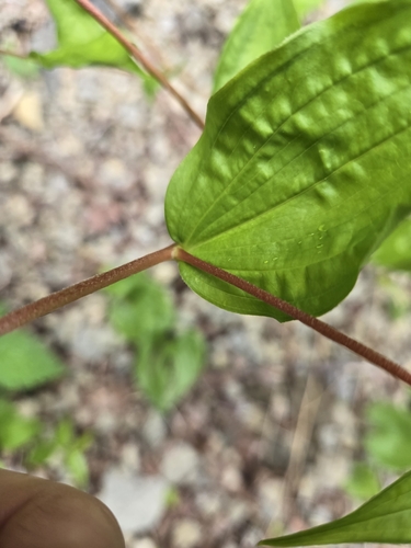 Image of Prosartes smithii by no rights reserved