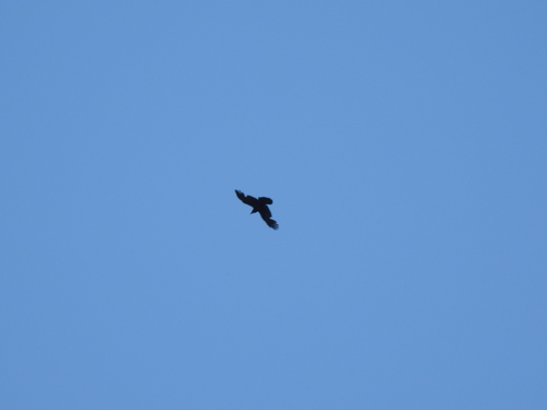 iNaturalist observation photo of Common Raven