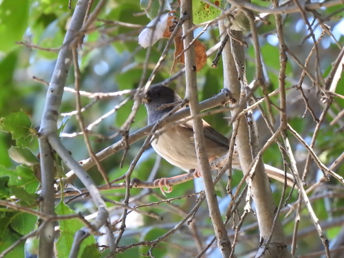 iNaturalist observation photo of Dark-eyed Junco
