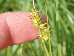 Carex stipata
