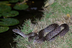 Madagascarophis colubrinus