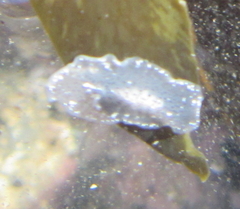 Acotylea
