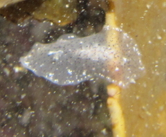 Acotylea