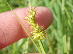 Carex stipata