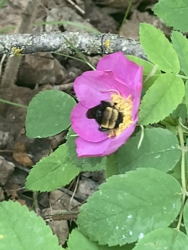 Yellow-banded Bumble Bee