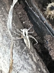 Oxyopes tridens