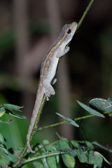 Lygodactylus tolampyae