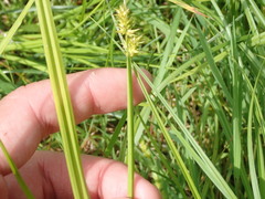 Carex stipata