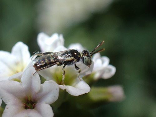 iNaturalist observation photo of Heliotrope Fairy Bee