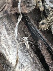 Oxyopes tridens