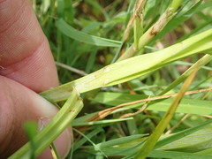 Carex stipata