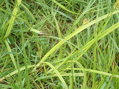 Carex stipata