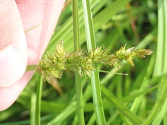 Carex stipata