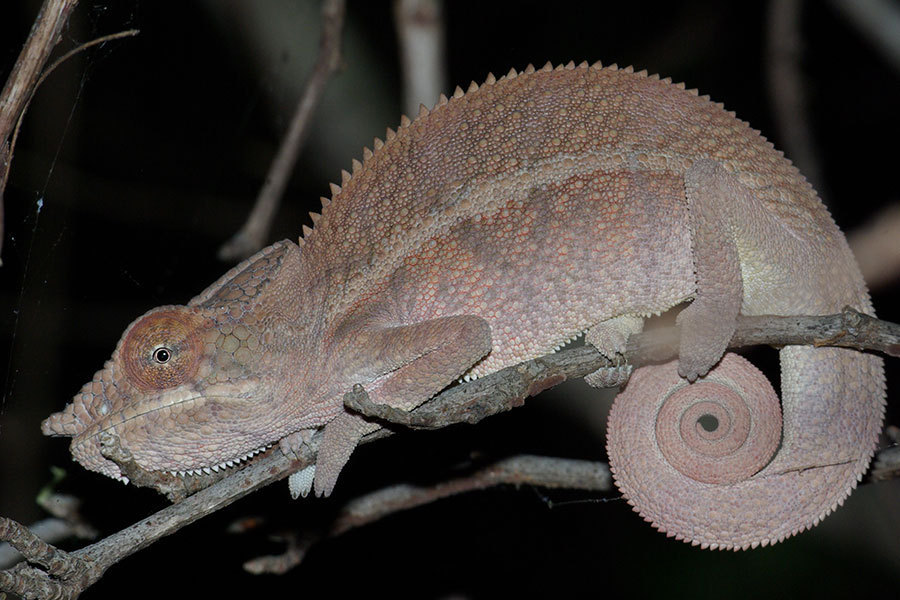Angel's Chameleon