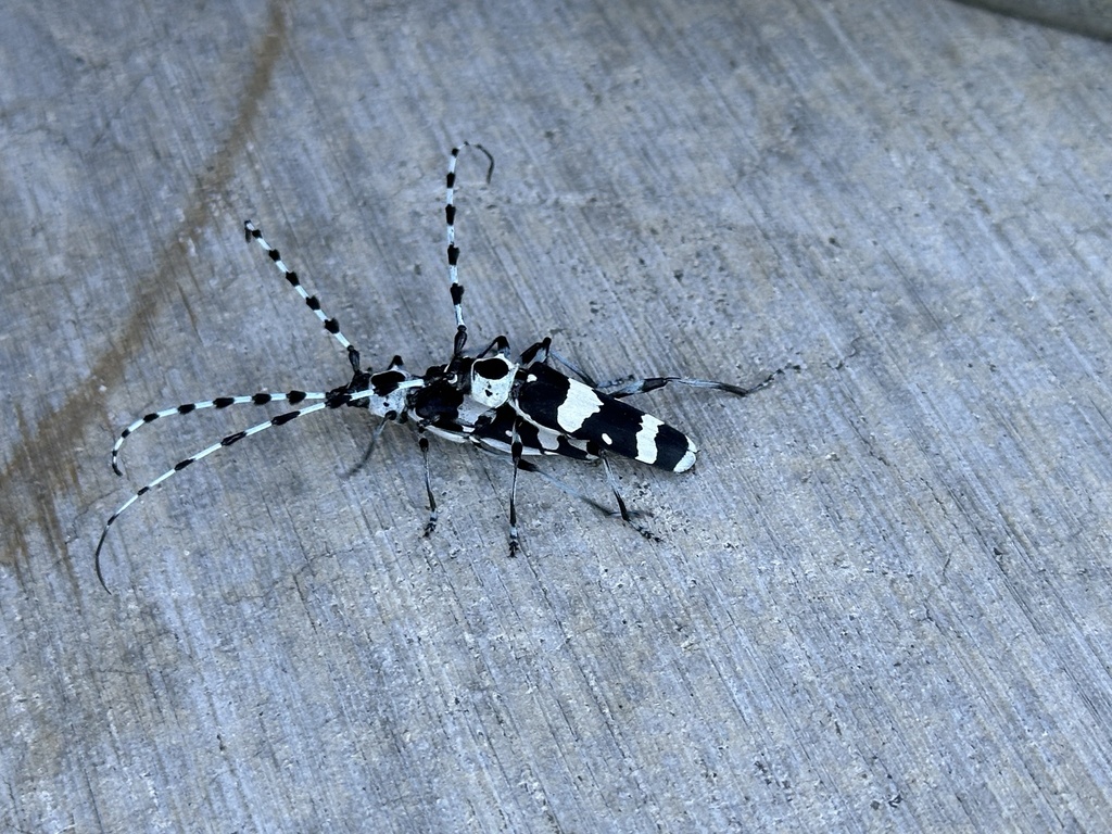 banded alder borer