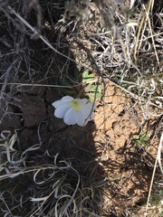 Oenothera albicaulis