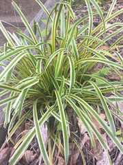 Carex oshimensis
